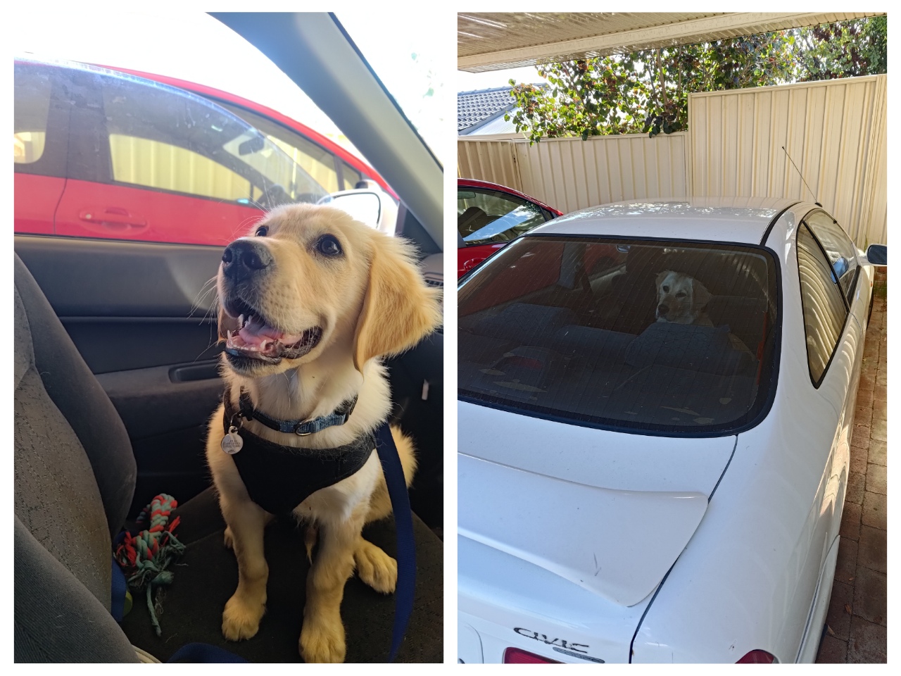Left: small dog in passenger seat; Right: large dog in back seat. 